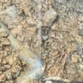 福岡 水道管の水漏れ修理 漏水調査で水漏れ箇所を発見